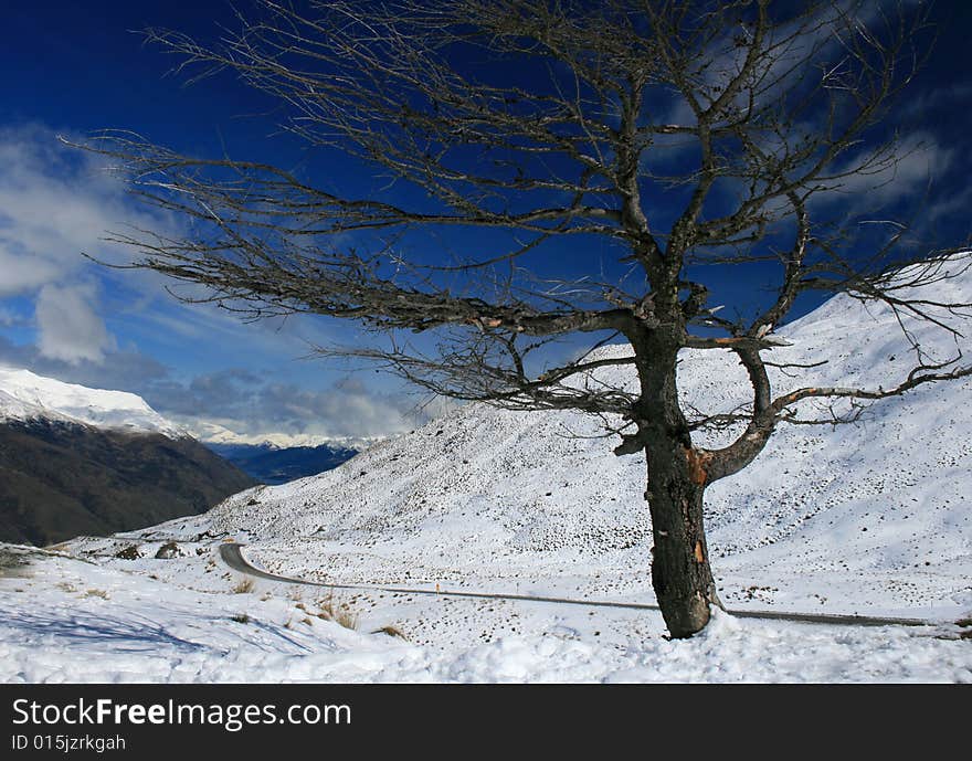 High altitude bare tree on the snowy Crown Range pass, New Zealand. High altitude bare tree on the snowy Crown Range pass, New Zealand