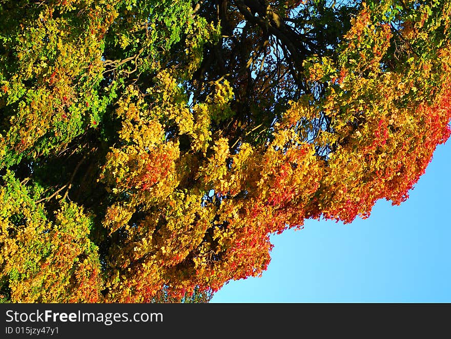 Colorful leaves on a tree - autumn scenery. Colorful leaves on a tree - autumn scenery