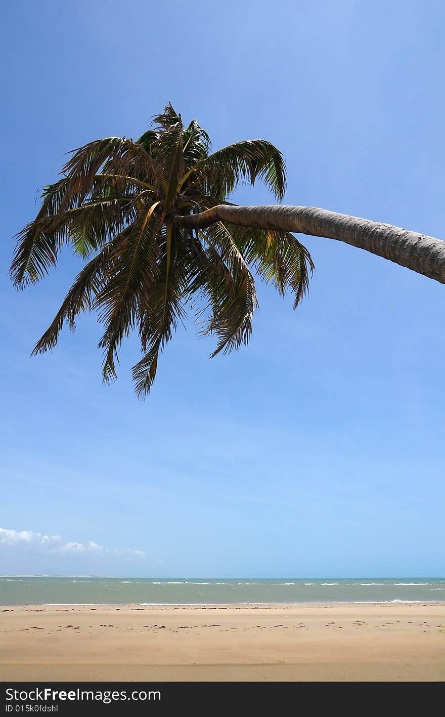 Palm tree laying in the beach sand. Palm tree laying in the beach sand