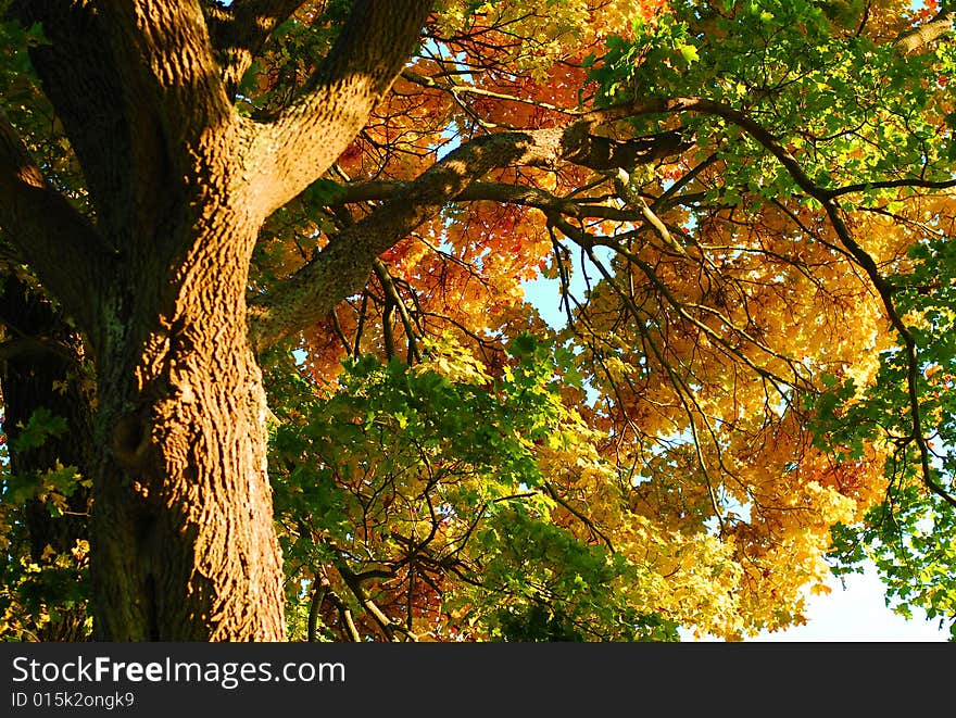 Colorful leaves on a tree - autumn scenery. Focus on the leaves. Colorful leaves on a tree - autumn scenery. Focus on the leaves.