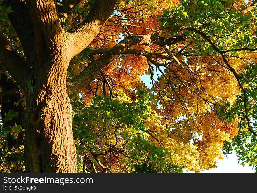 Colorful Tree