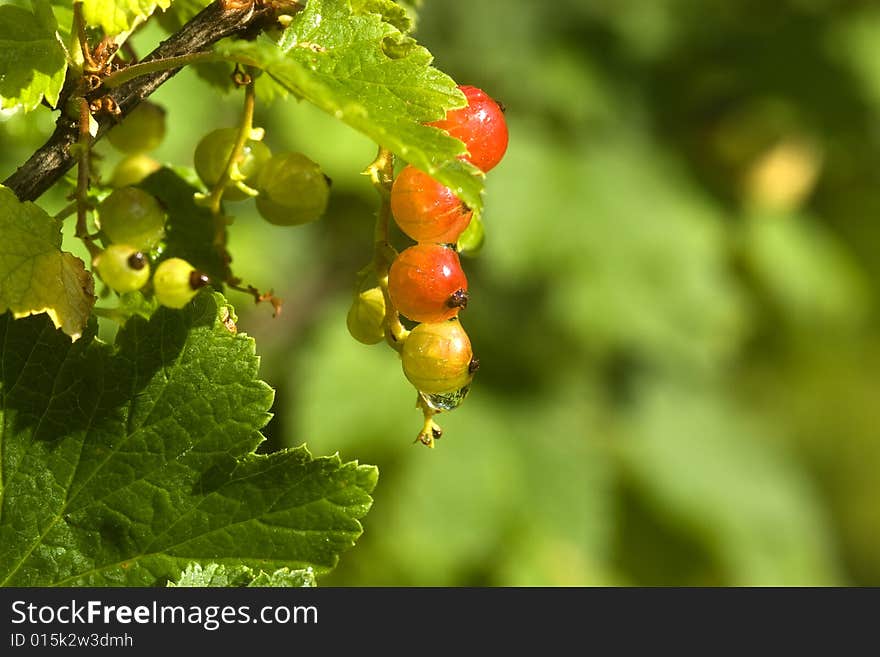 Northern red currant