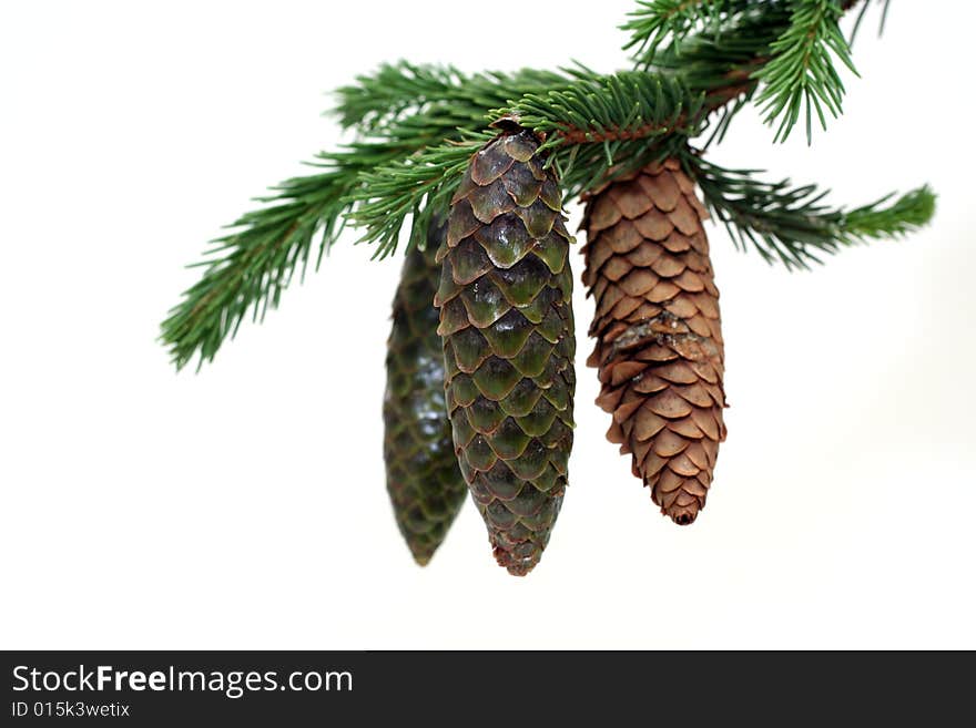 Fir-cones