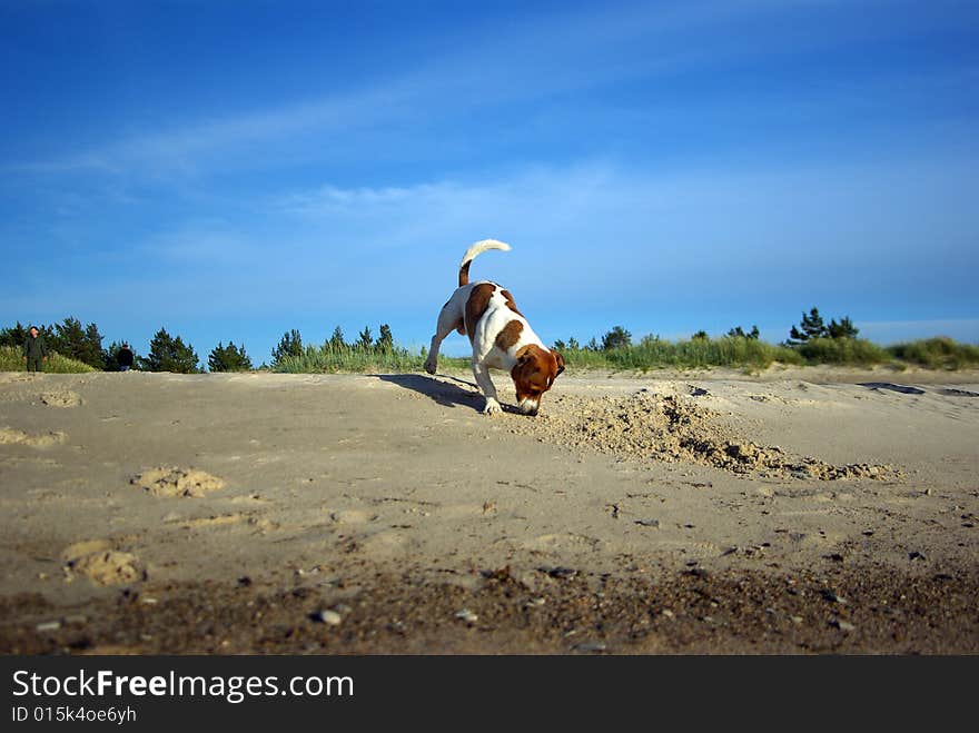 Summer Fun At The Beach