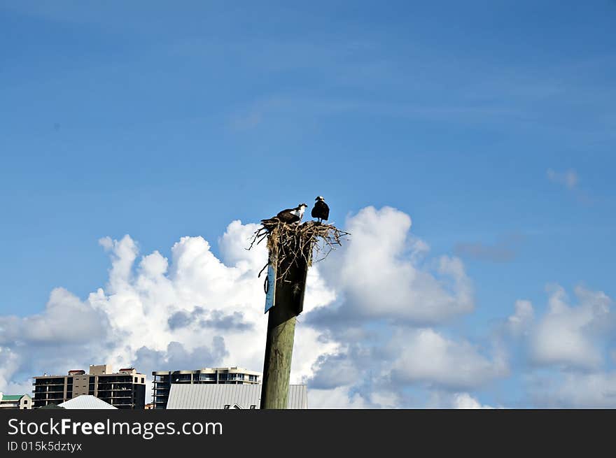 2 birds sitting on a nest resting on a pole high above the gulf of mexico. 2 birds sitting on a nest resting on a pole high above the gulf of mexico.