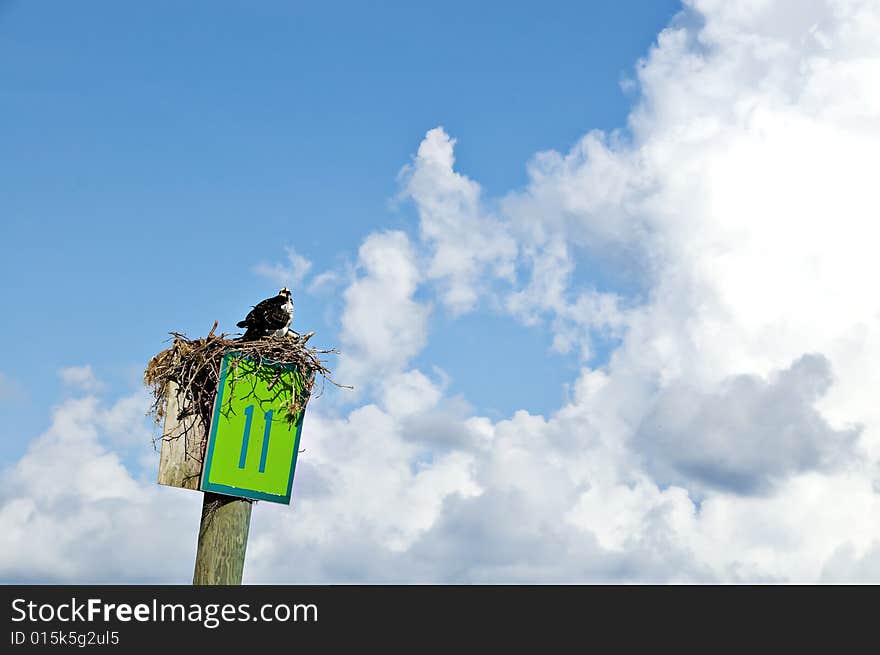 Bird on a Nest