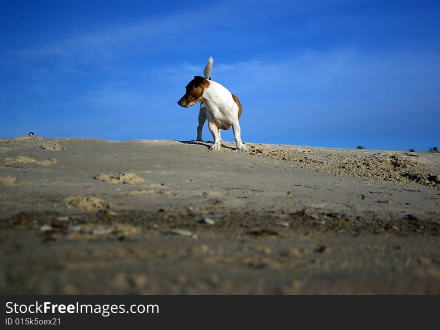 Summer fun with terrier