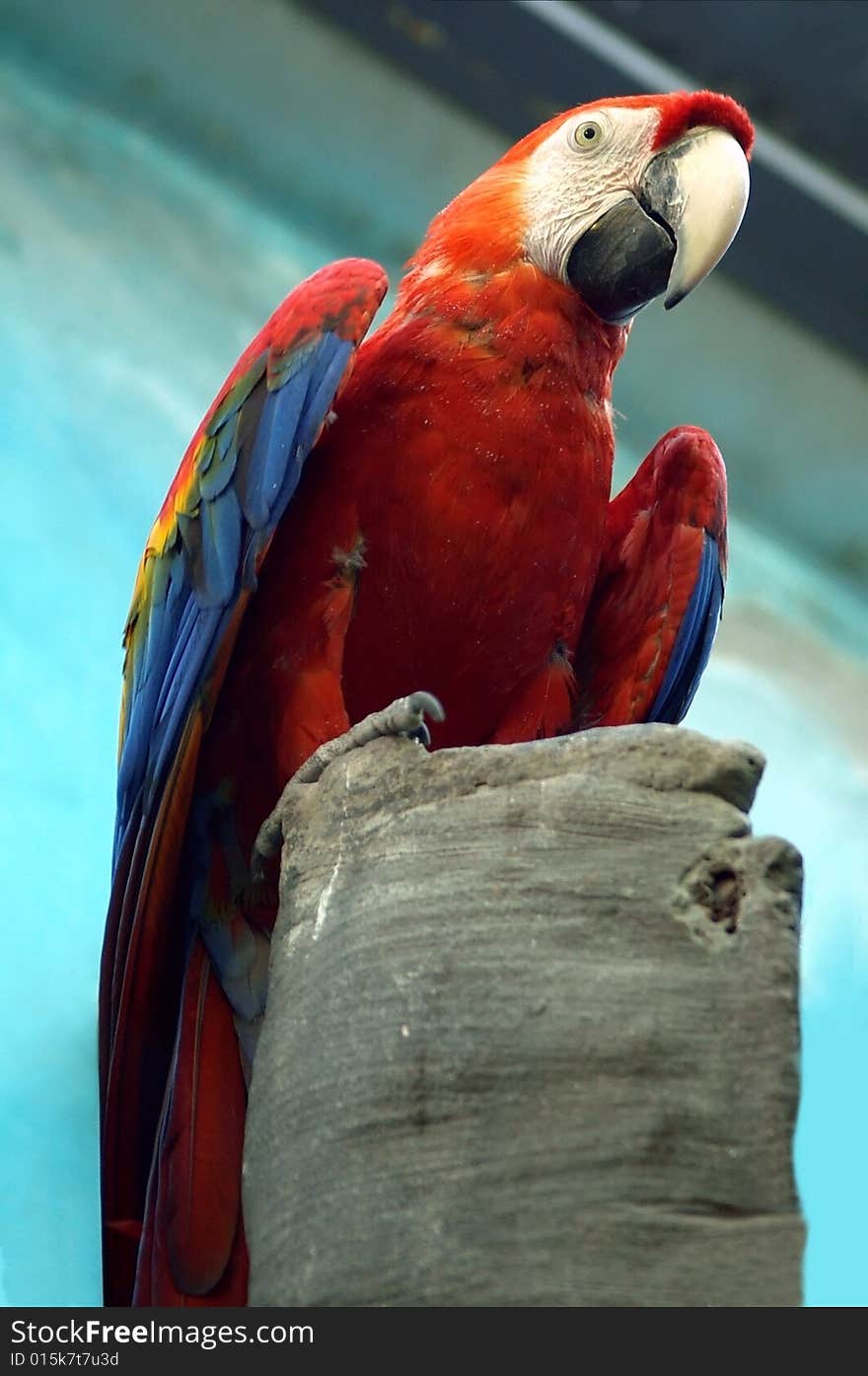 Red parrot sits on the branch. Red parrot sits on the branch