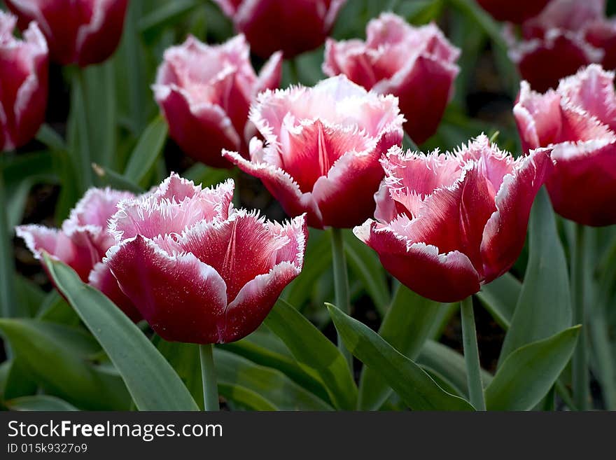 Big box of colored beautiful tulip. Big box of colored beautiful tulip