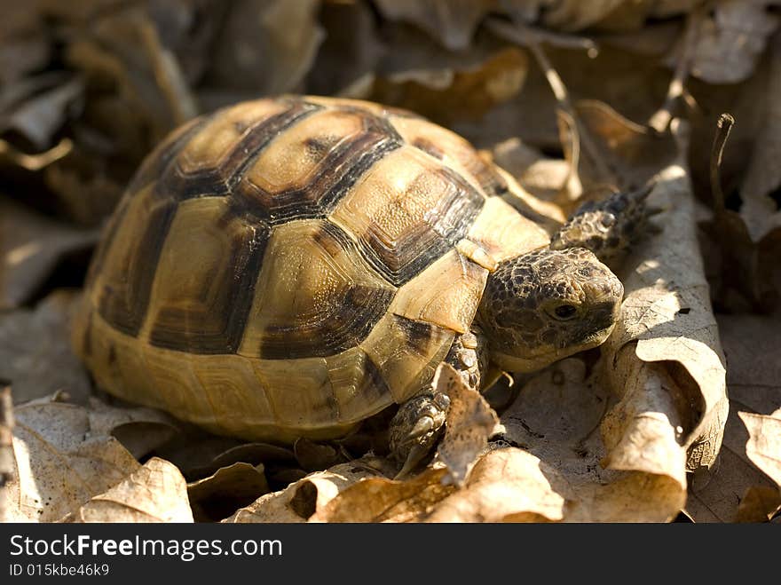 Turtle in dry foliage