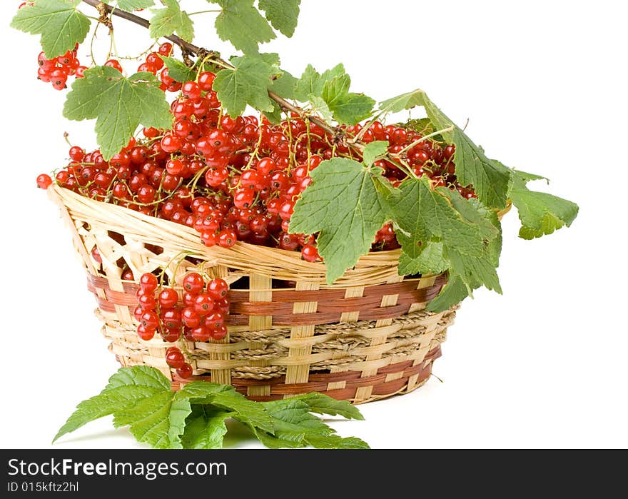 Red Currant