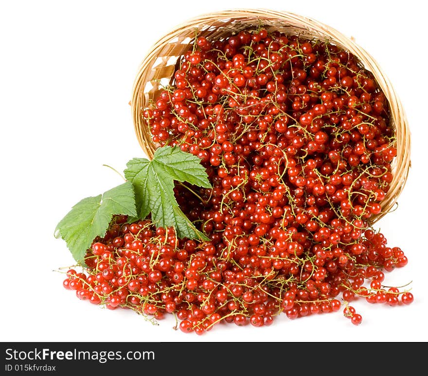 Red currant