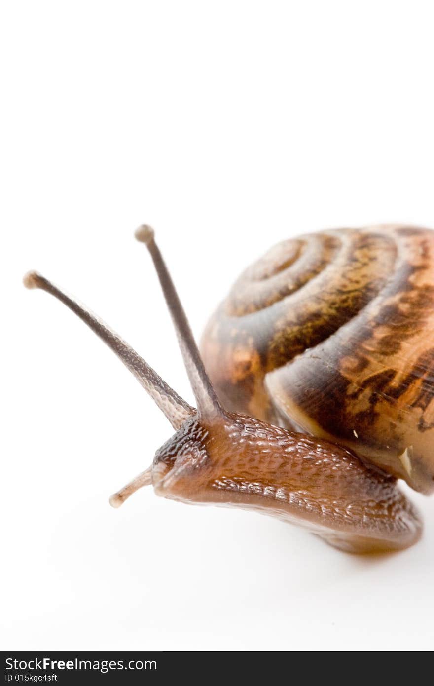 Small garden snail on a white background