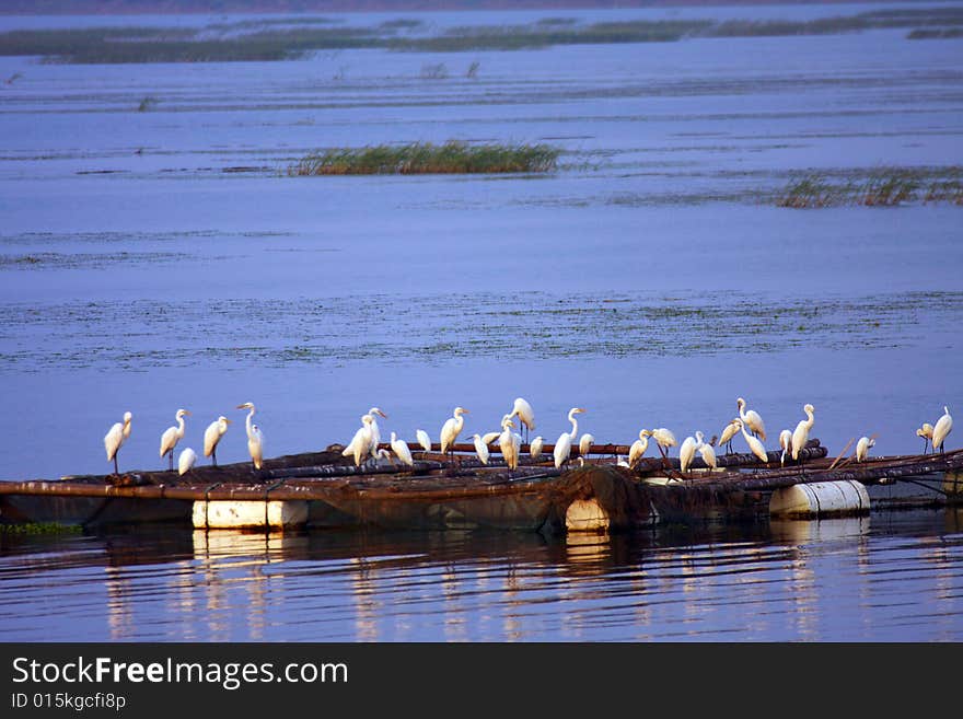 This is beautiful poyanghu everglade