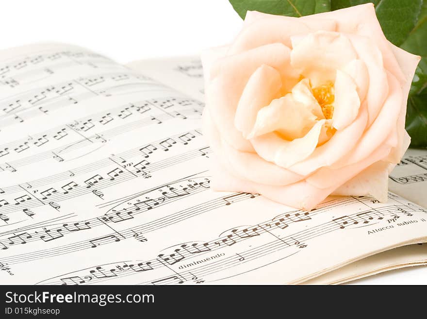 The rose laying on a musical notes on a white background. The rose laying on a musical notes on a white background