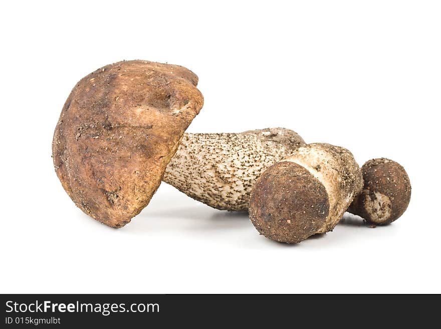 Brown Cap Boletus