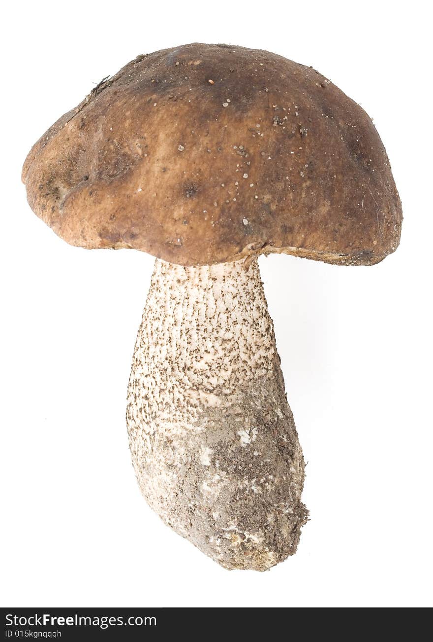 Brown cap boletus