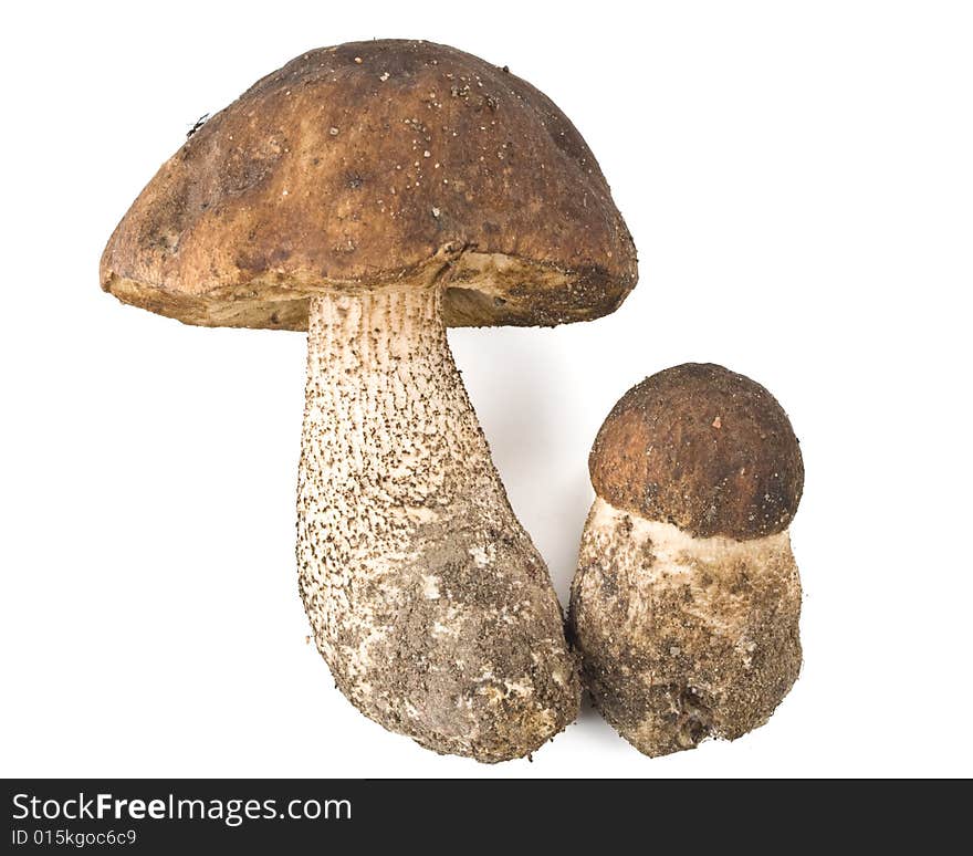 Brown cap boletus