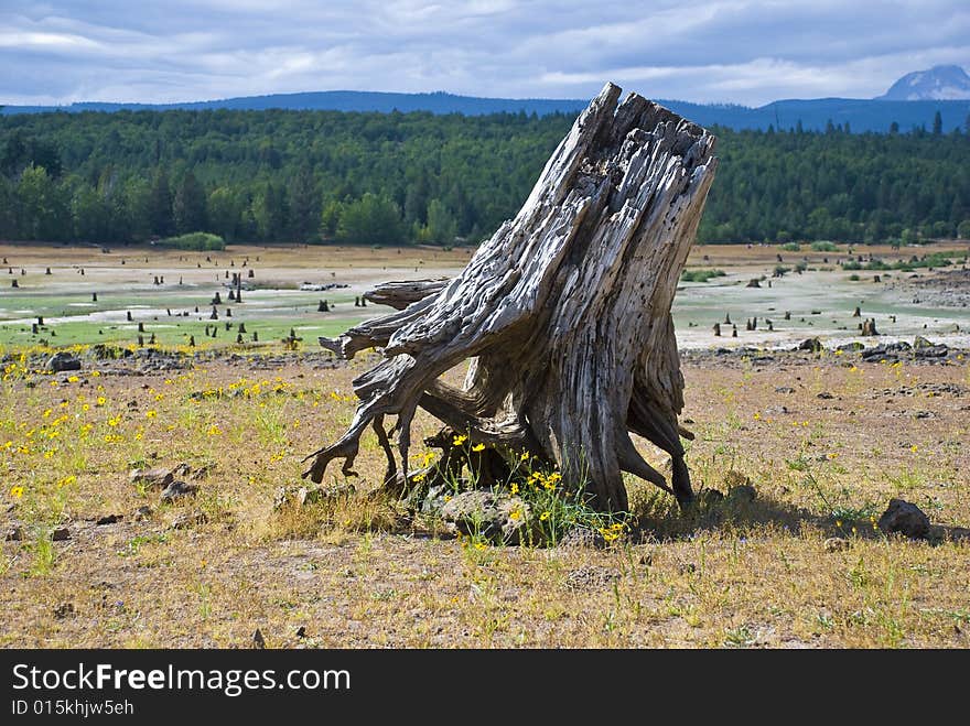 Tree stump in a field