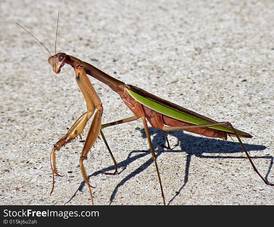 Praying mantis in the summer sunshine. Praying mantis in the summer sunshine.