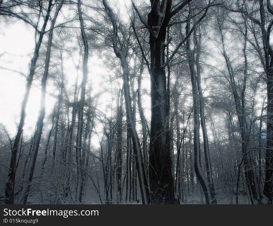 Icy Forest