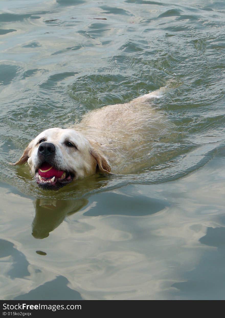 A white labrador retriever swims back to shore with a ball in its mouth. A white labrador retriever swims back to shore with a ball in its mouth