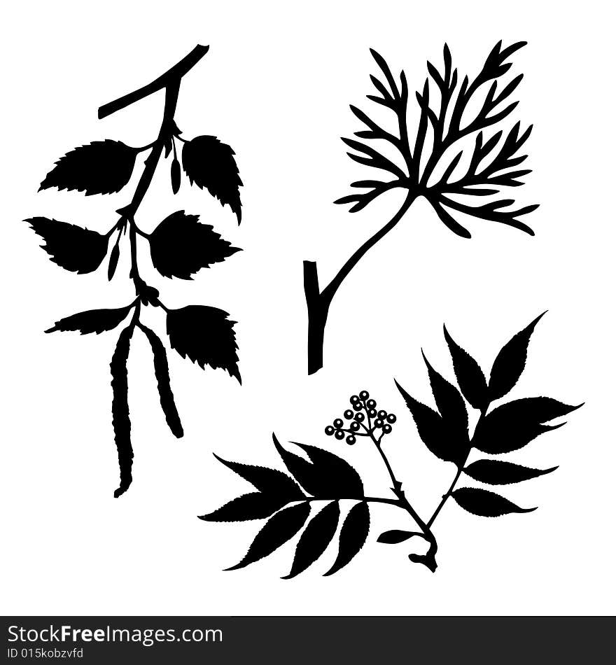 silhouettes of the plants