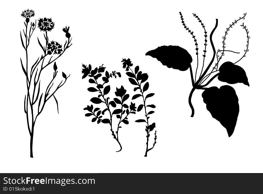 silhouettes of the plants