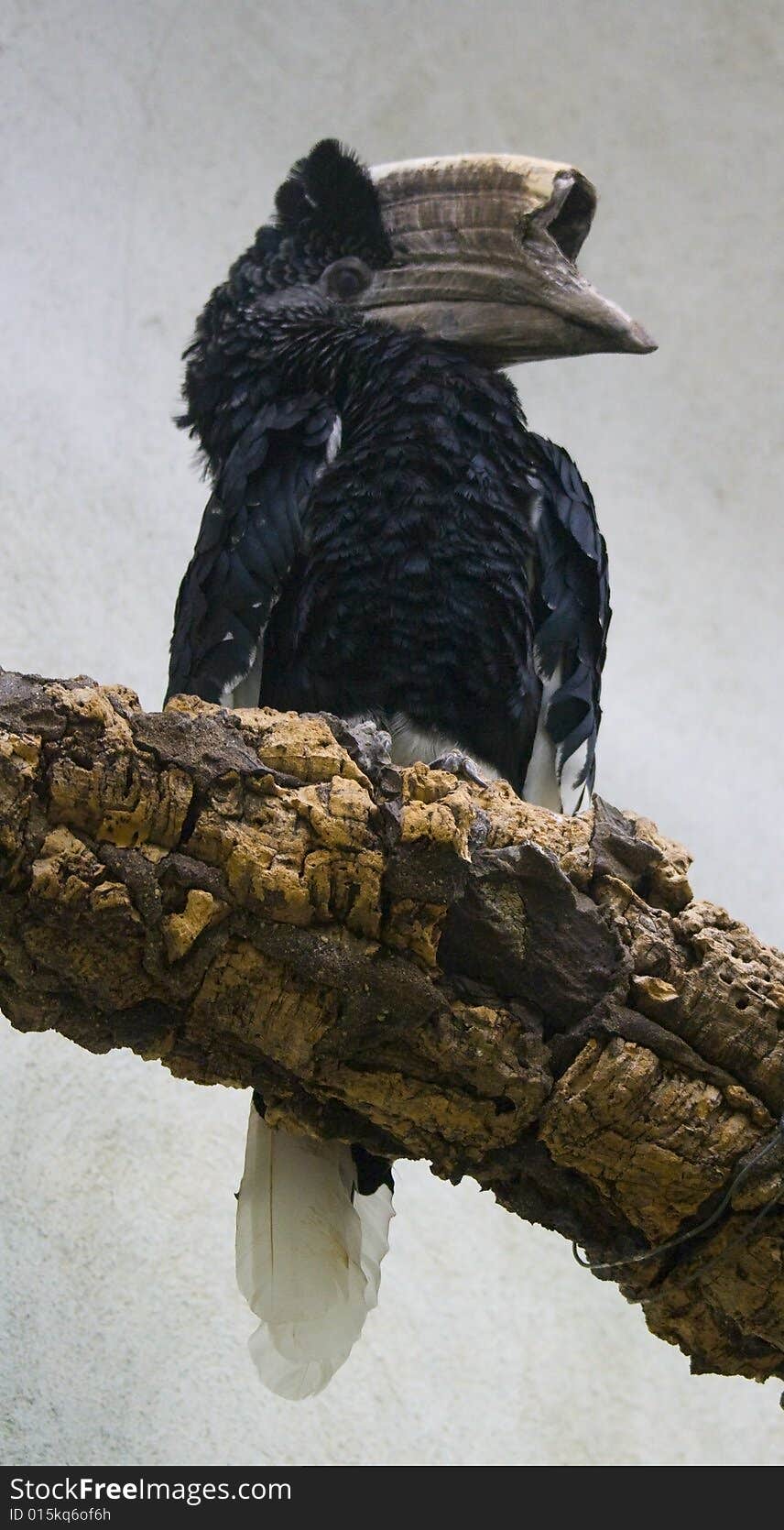 A black and white casqued hornbill, Bycanistes subcylindricus, perched on a large branch.