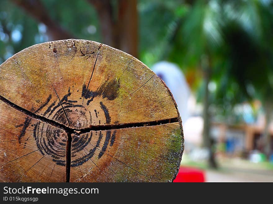 Cracked Tree trunk with blur background. Cracked Tree trunk with blur background