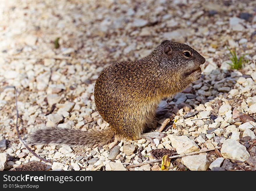 A ground squirrel eating something on rocks.