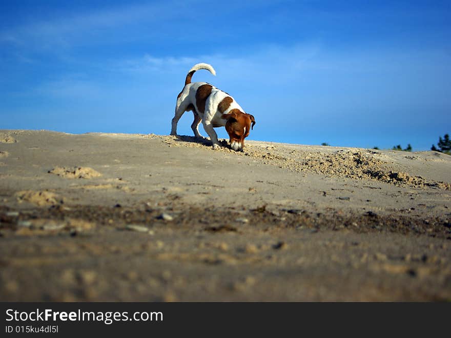 Play time at the beach. Play time at the beach