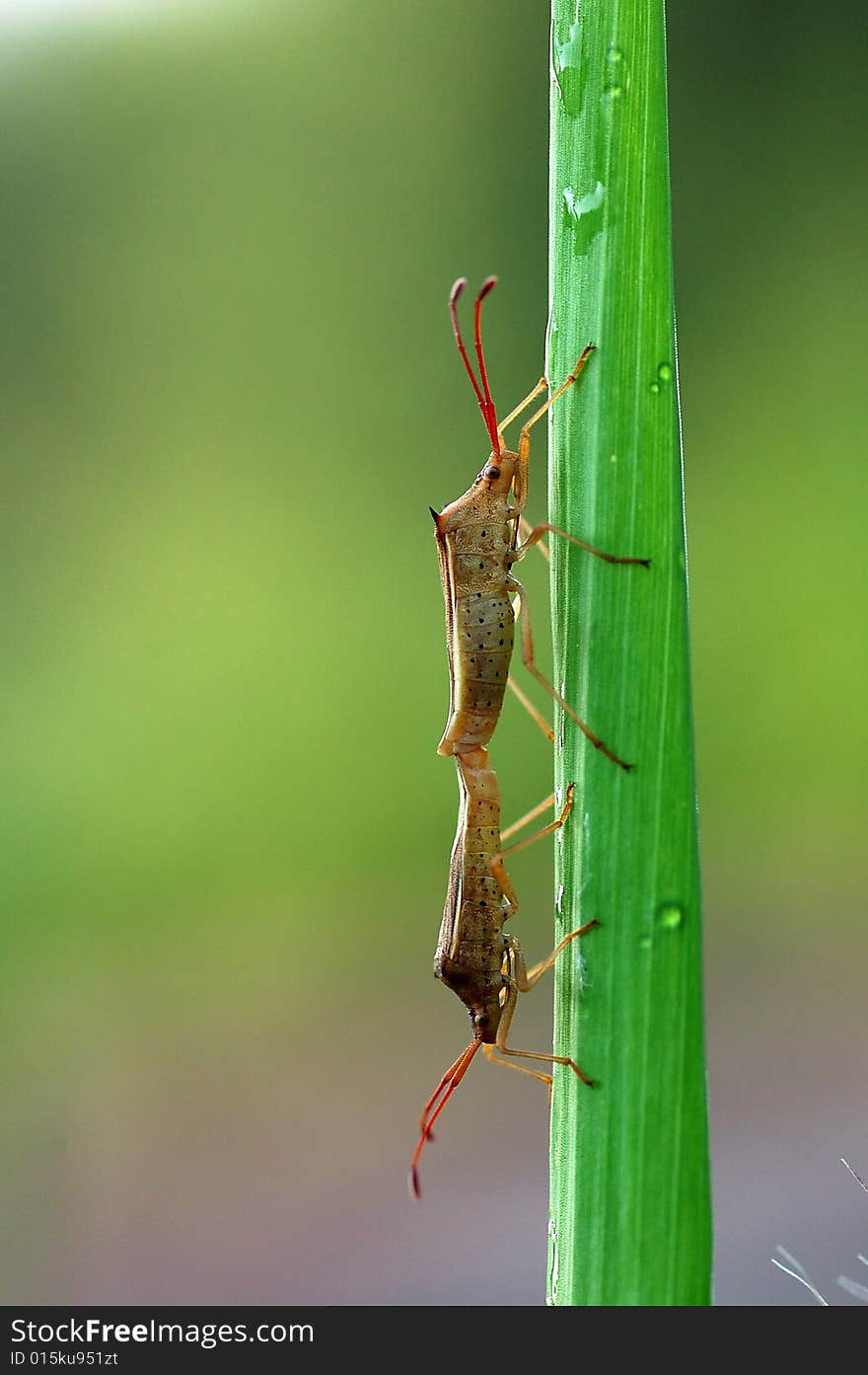 The happy time of the insects