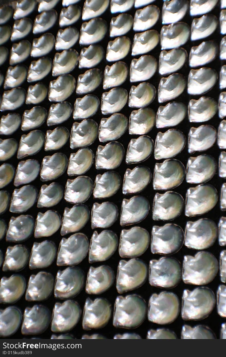 Shells in a rows on a interesting looking wall