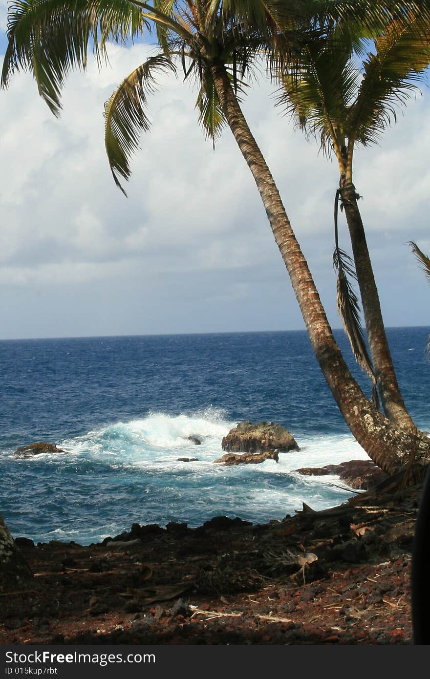 Two palm trees growing off a cliff over hawaii oceans