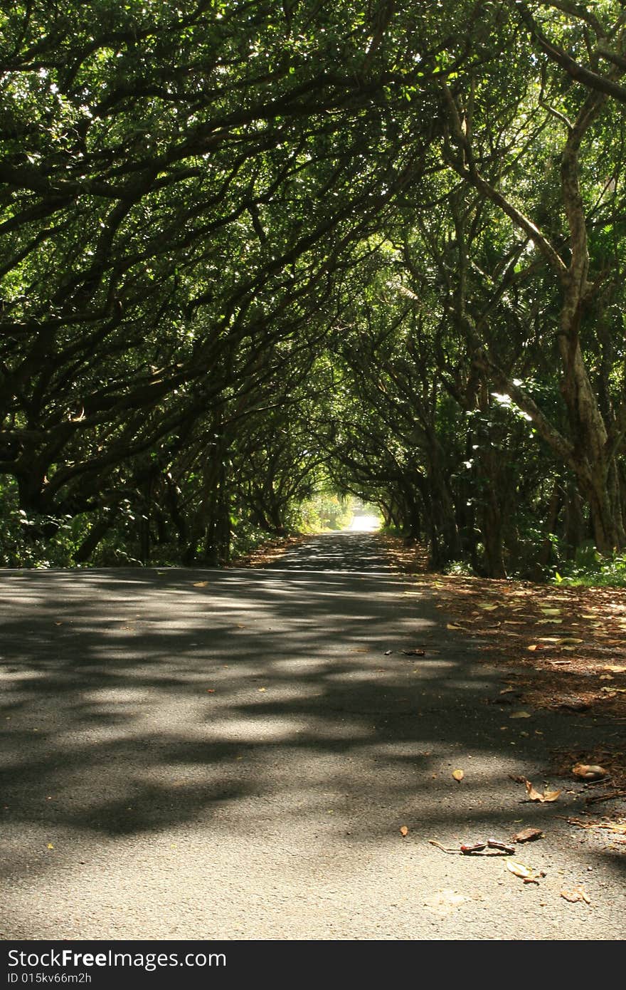 Trees growin over road way