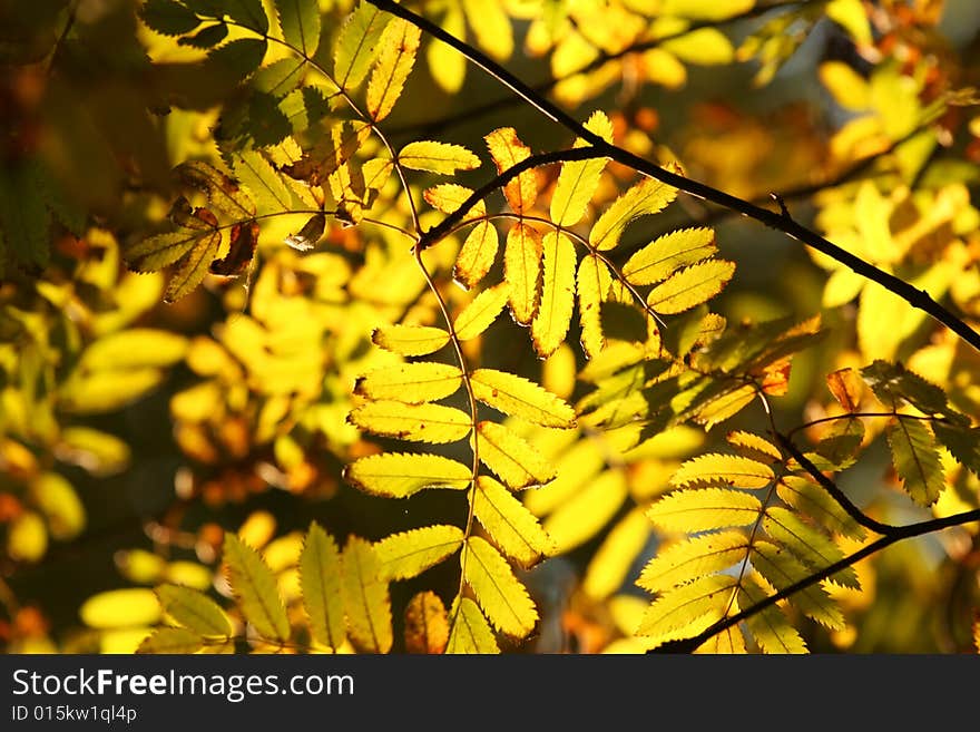 Autumn branch of the rowan. Yellow leaves in the sunlight.