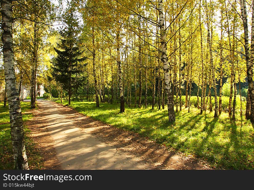 Autumn alley. Green grass, yellow leaves. The shadows of the trees. Autumn alley. Green grass, yellow leaves. The shadows of the trees.