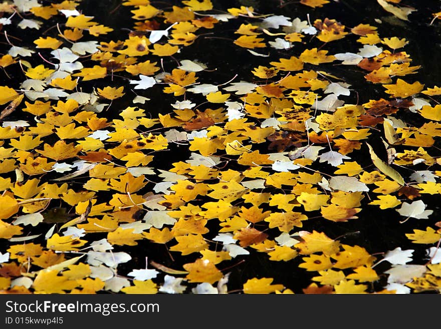 Clolrful leaves in the lake. Clolrful leaves in the lake