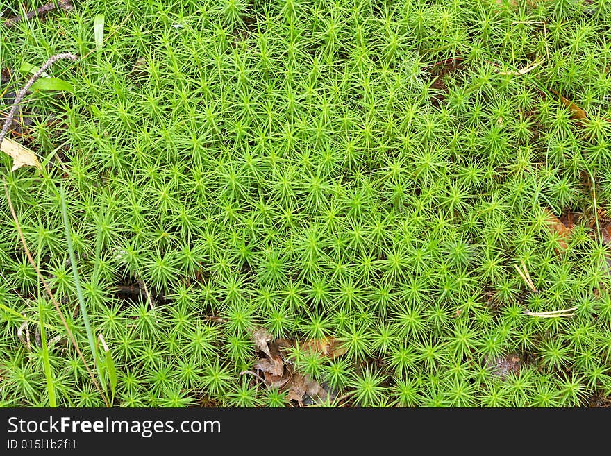 A macro shot of carpet moss on a beautiful sunny day. Green!. A macro shot of carpet moss on a beautiful sunny day. Green!