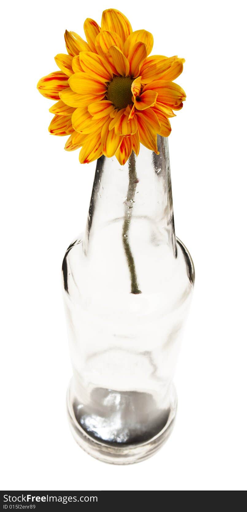 Chrysanthemum flower in empty beer bottle,shot from top, isolated. Chrysanthemum flower in empty beer bottle,shot from top, isolated