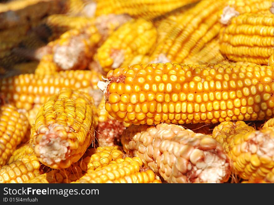 Yellow corn, harvest, feed corn. Yellow corn, harvest, feed corn