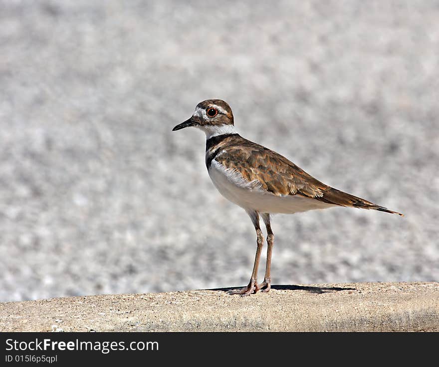 Killdeer (charadrius vociferus) standing in a parking lot