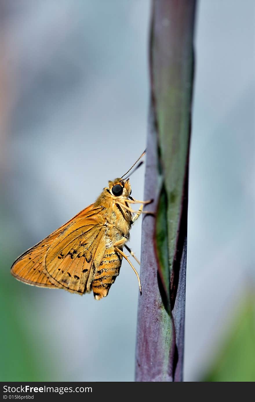 Fire Skipper Butterfly