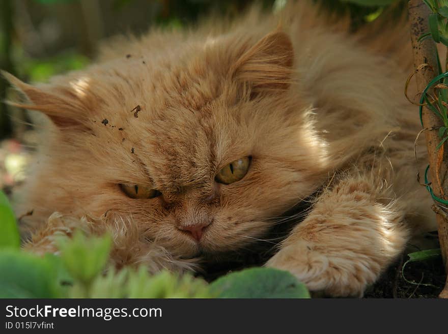 Persian cat rest