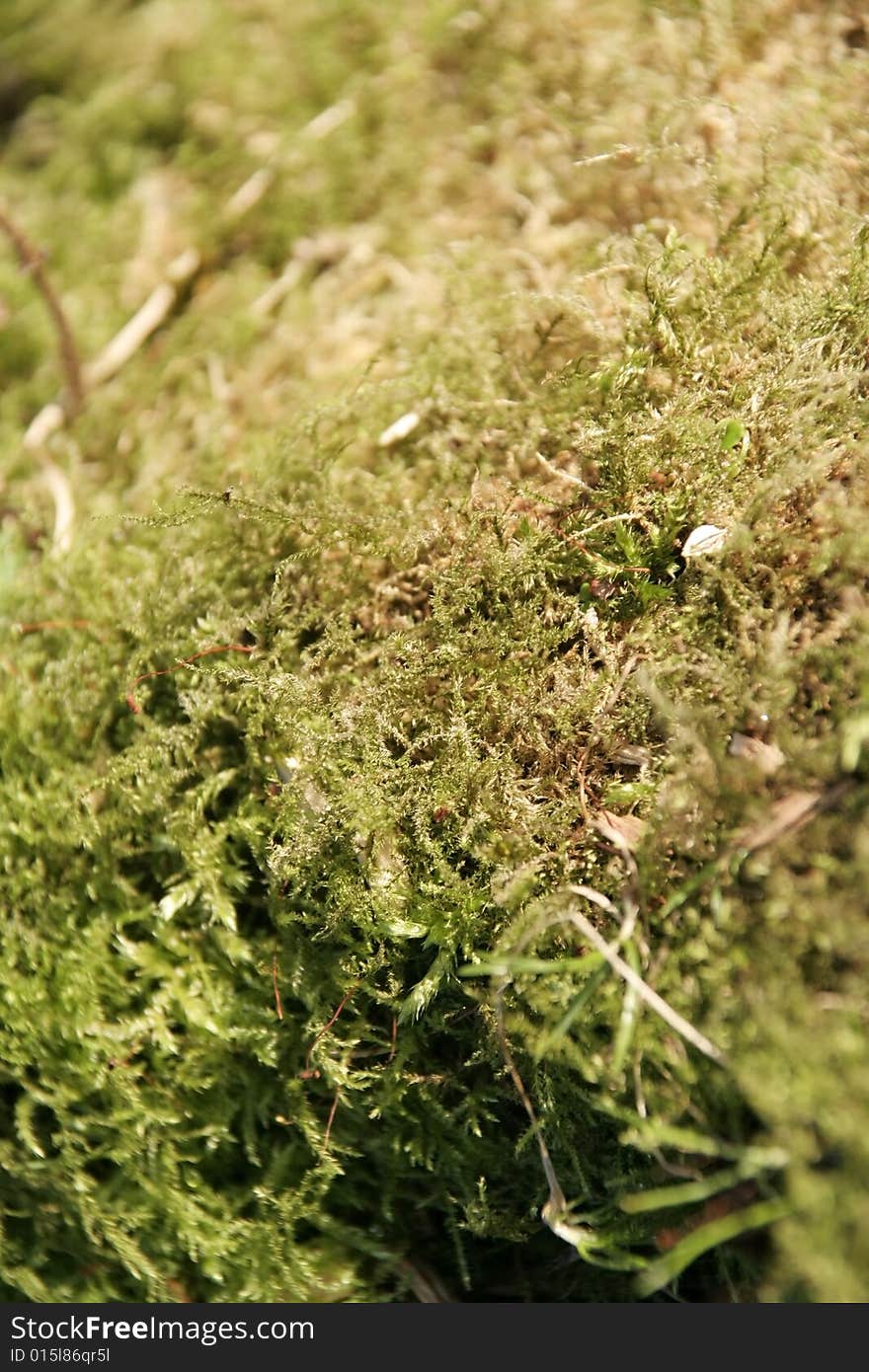 Close up of green moss. Close up of green moss