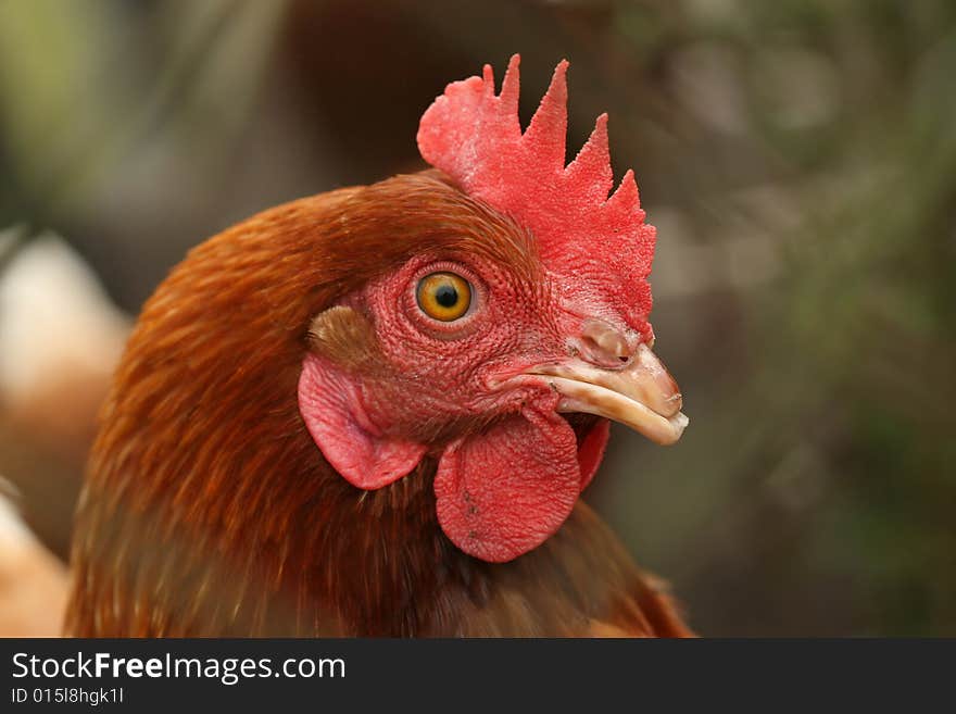 Portrait of a chicken