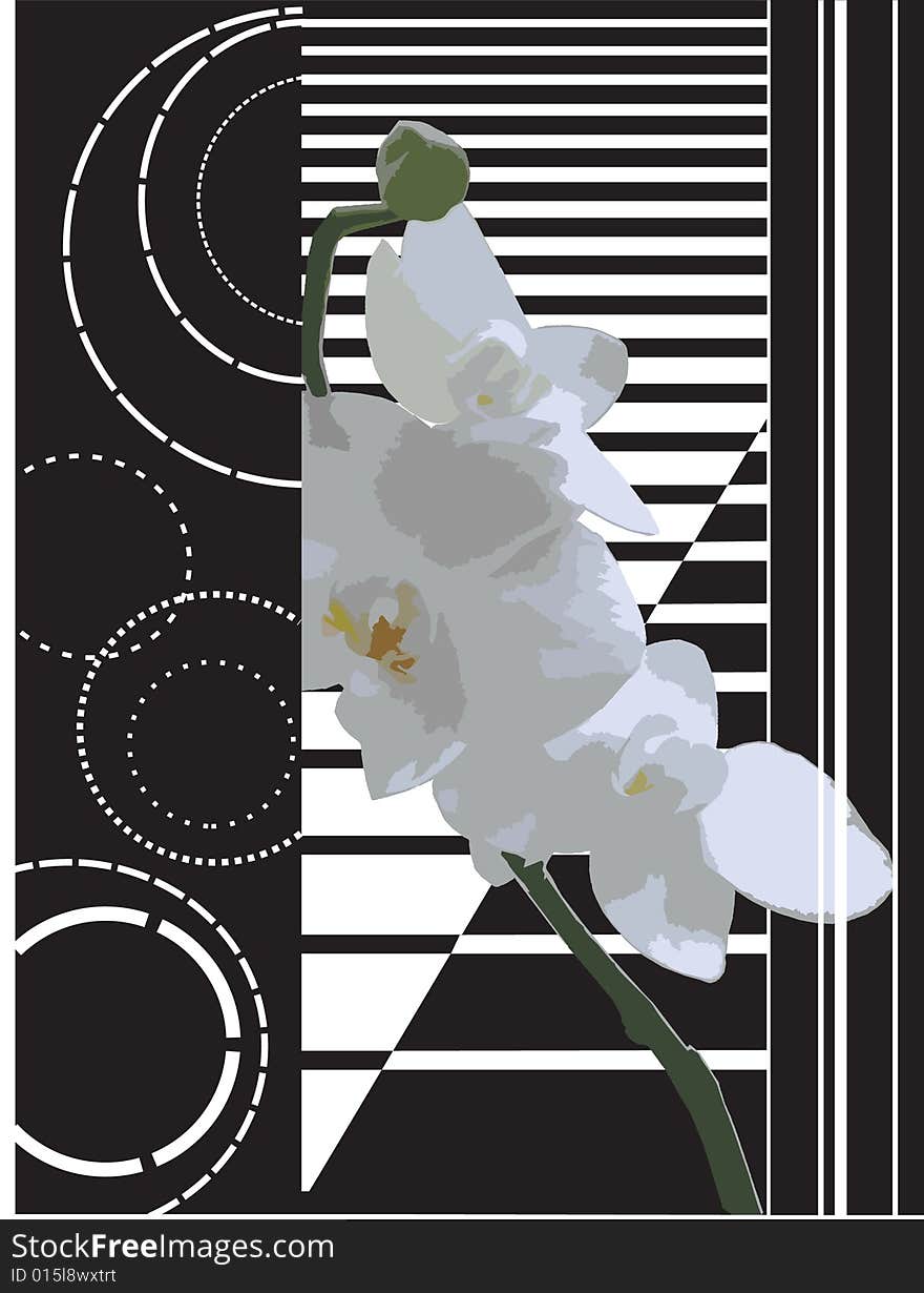 Orchid On A Striped Background.