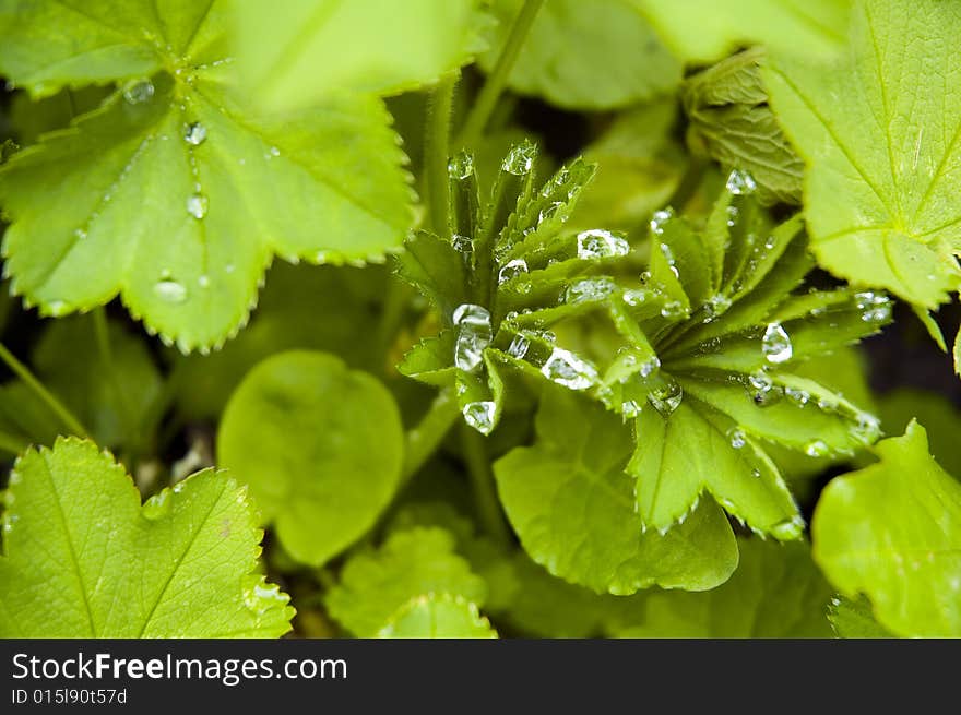 Fresh green leafs with dew - background