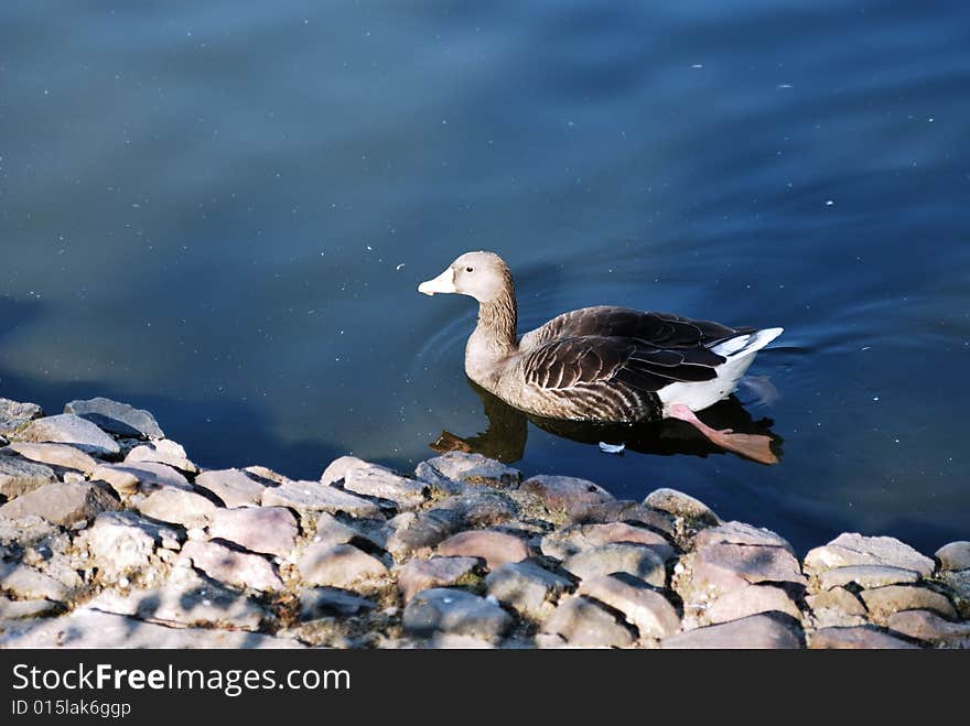 Swiming duck in the lake